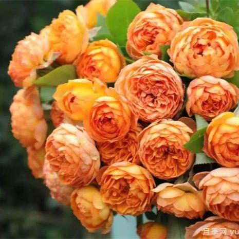 Honey Caramel 蜂蜜焦糖 (France)