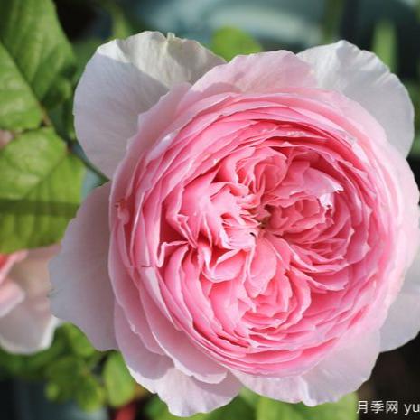 jade rose plant Jade Ringing 玉环鸣 (China 天狼) – Hillside Rose Farm
