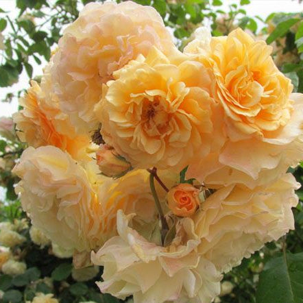 Buff Beauty 鹅黄美人 (England)