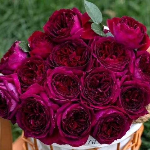 Zi Rong (Purple Velvet) 紫茸 (China 天狼)