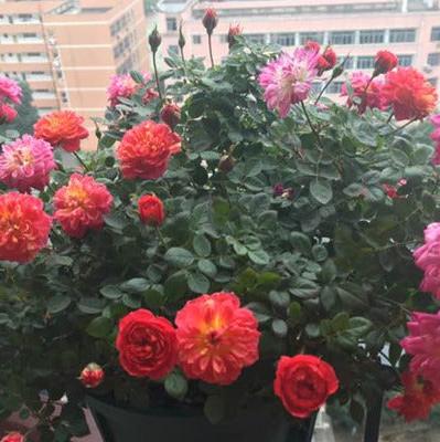 Cache Cache 躲躲藏藏 (France)