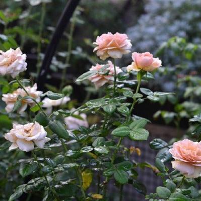 Cafe Latte Tree Rose 拿铁咖啡树玫瑰 (Netherlands)