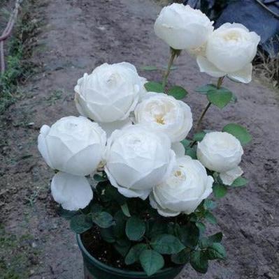 Wedding Road Tree Rose 婚礼之路 树玫瑰 (Japan)