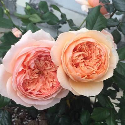 Masora Tree Rose 真宙 树玫瑰 (Japan)