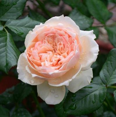 Masora Tree Rose 真宙 树玫瑰 (Japan)