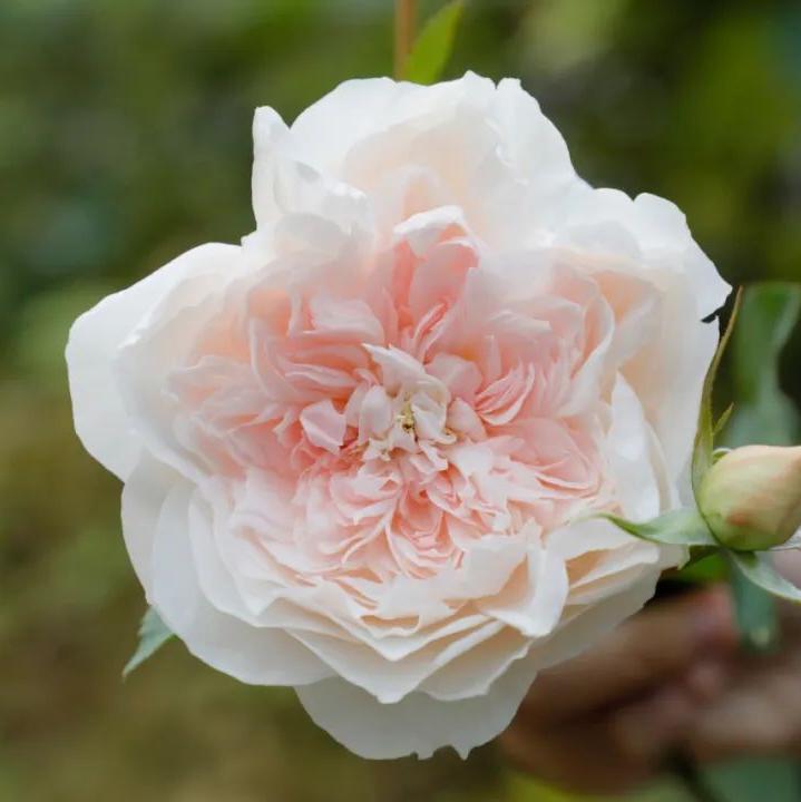 Home Letter Tree Rose 家书 树玫瑰 (China 天狼)