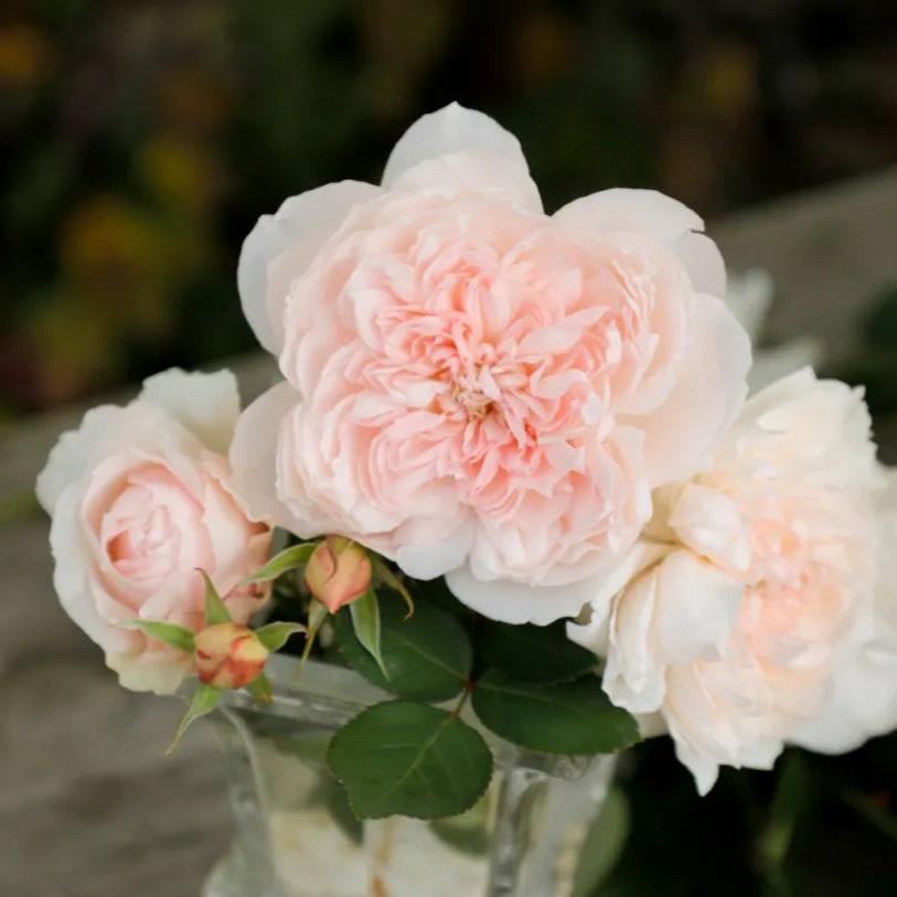 Home Letter Tree Rose 家书 树玫瑰 (China 天狼)