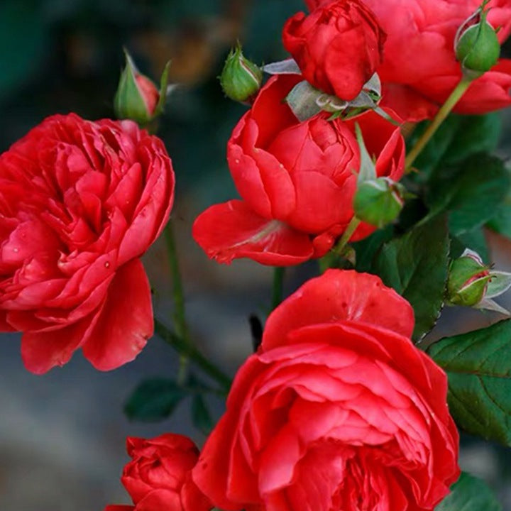 Red Juice Balcony Tree Rose 红果汁阳台 树玫瑰 (Netherlands)