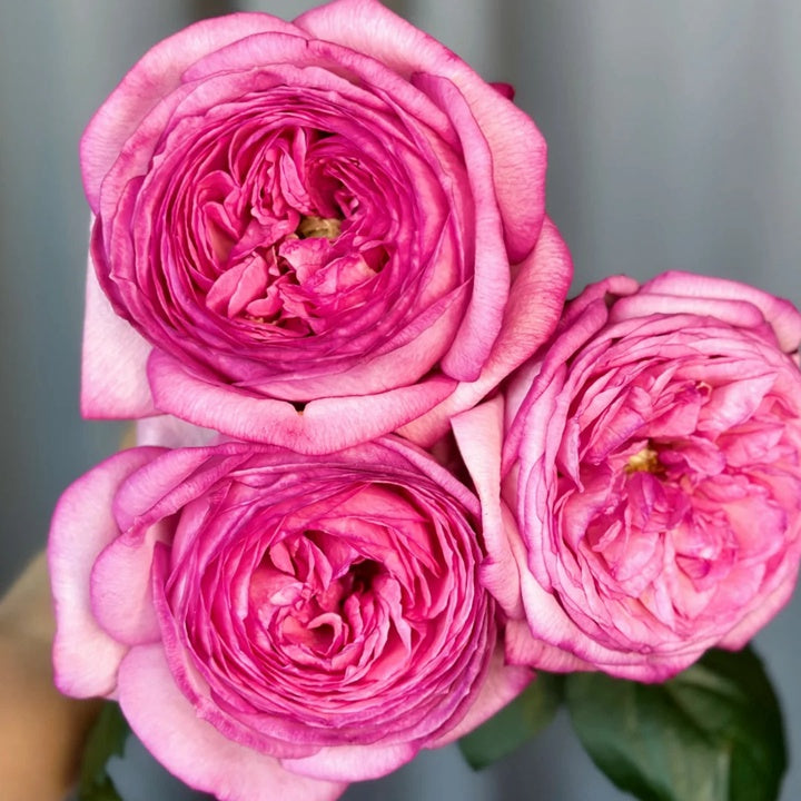 Ensorcelant (Yves Flirtatious) 伊芙妖艳 (Japan) – Hillside Rose Farm