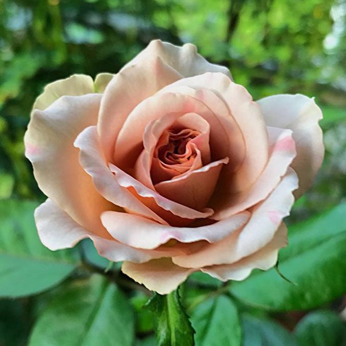 Cafe Latte Tree Rose 拿铁咖啡树玫瑰 (Netherlands)