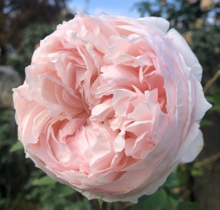 Pink Peony 粉芍药 (England)