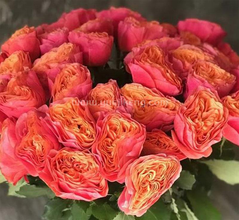 Kensington Garden 肯辛顿公园 (荷兰)