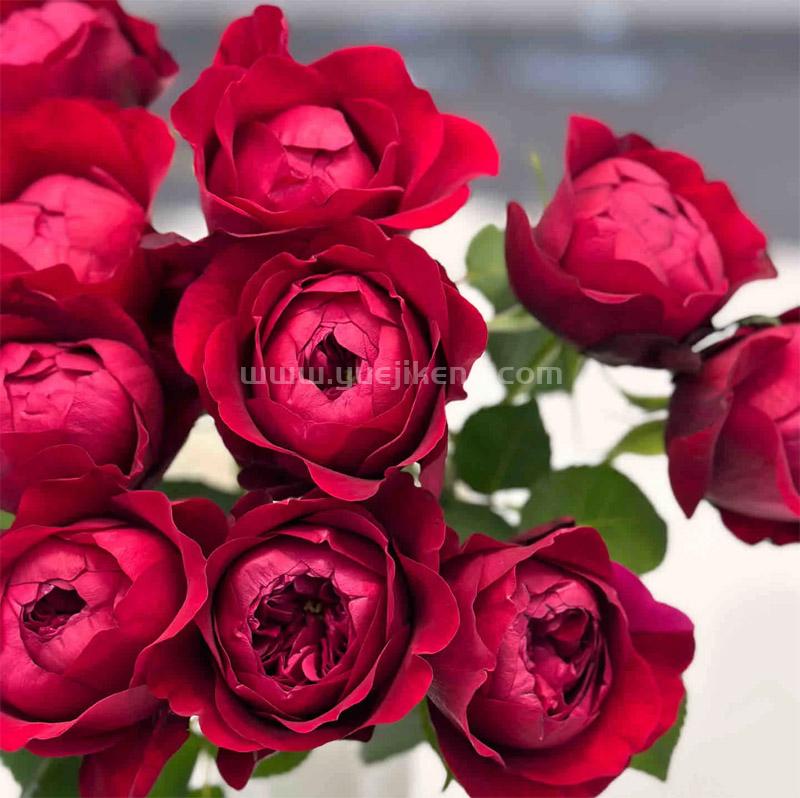 Peony Red 芍药红