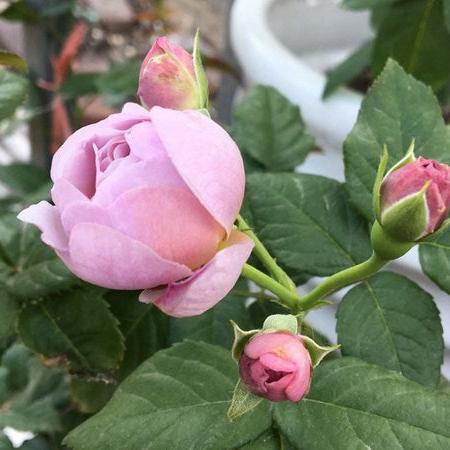 rose lavender flower circus Lavender Flower Circus 薰衣草花环 (Germany)