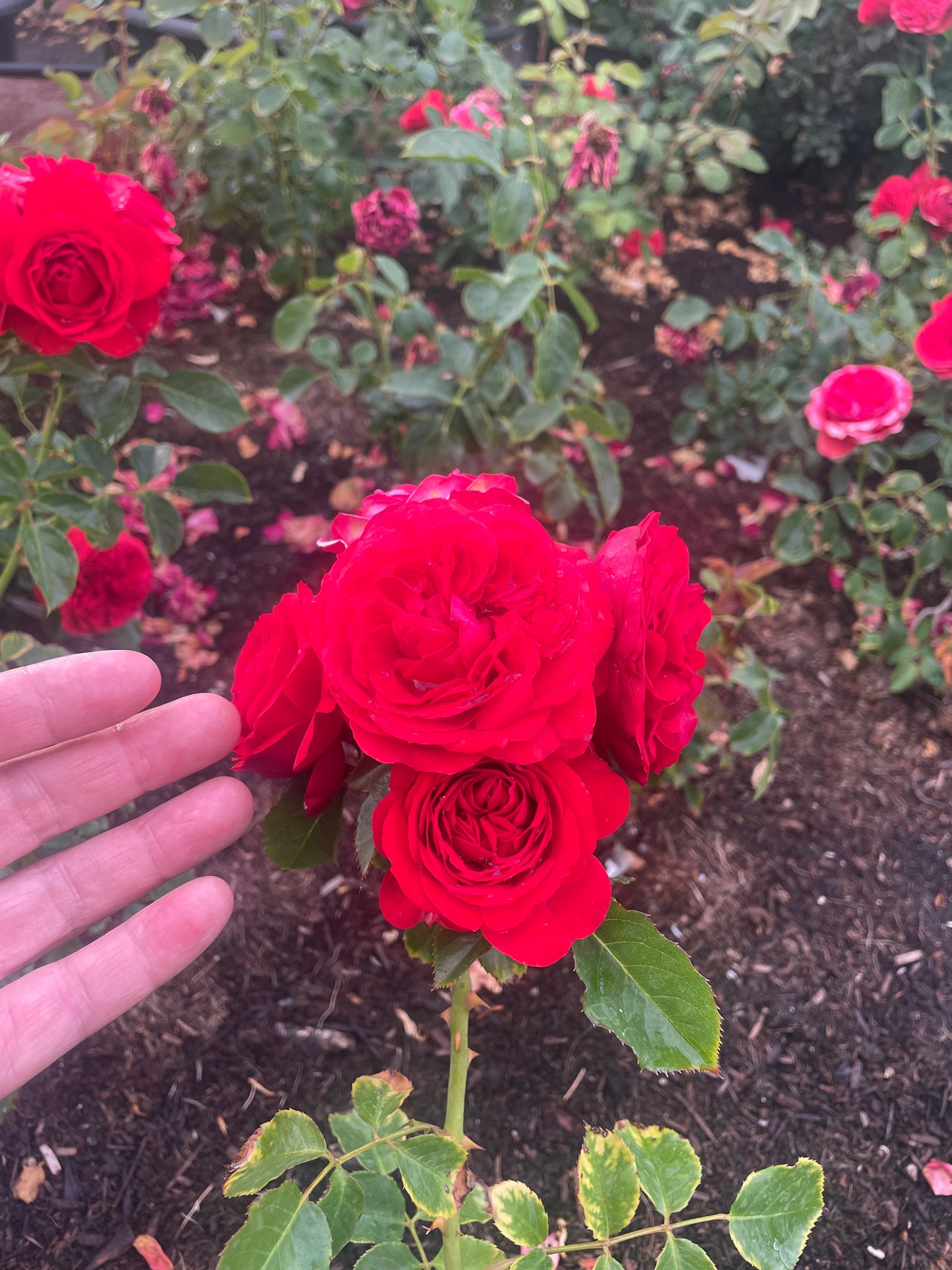Red Apple 红苹果 (Japan)