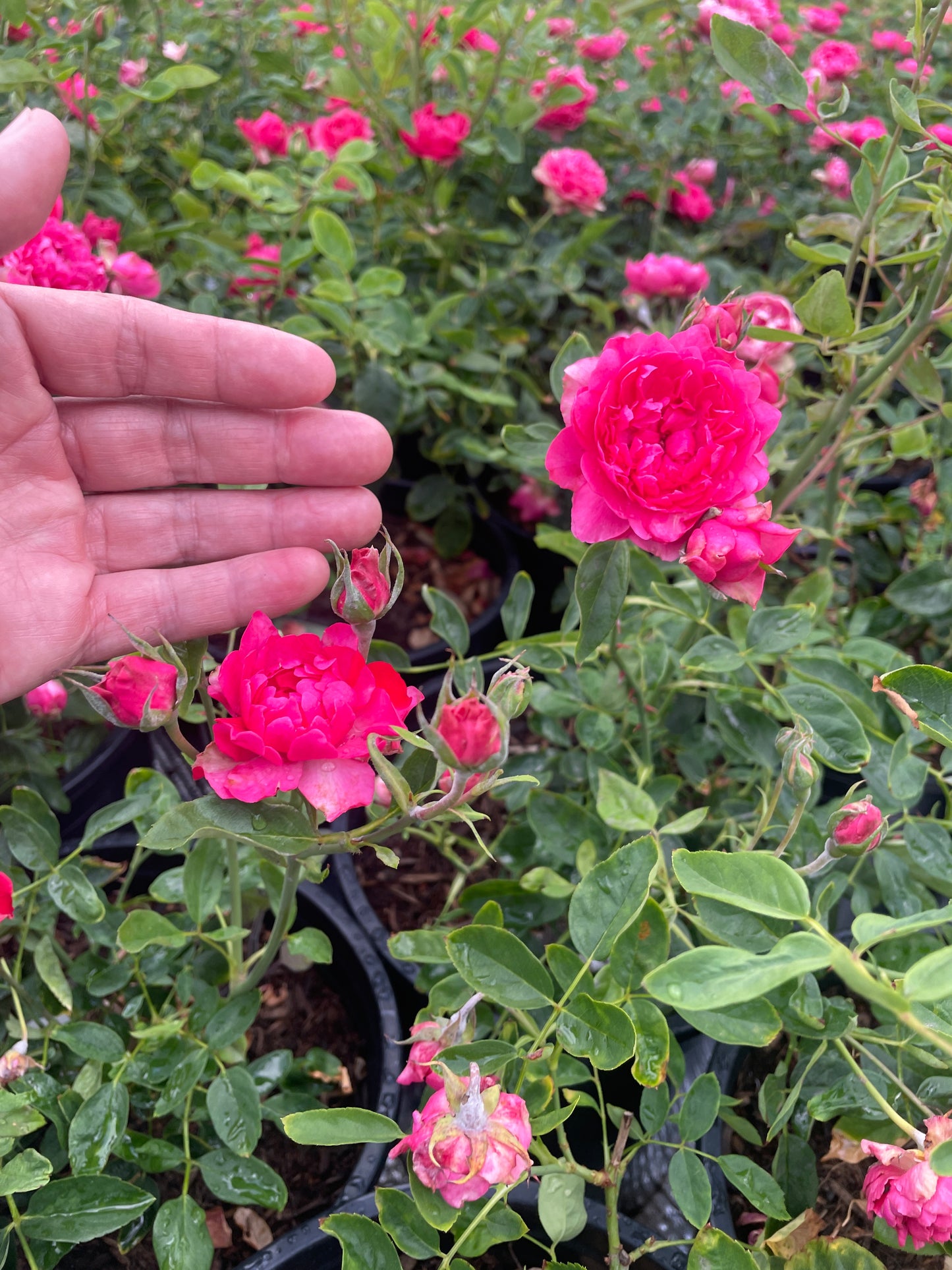 Crenadine Rose 红石榴汁 (Japan)