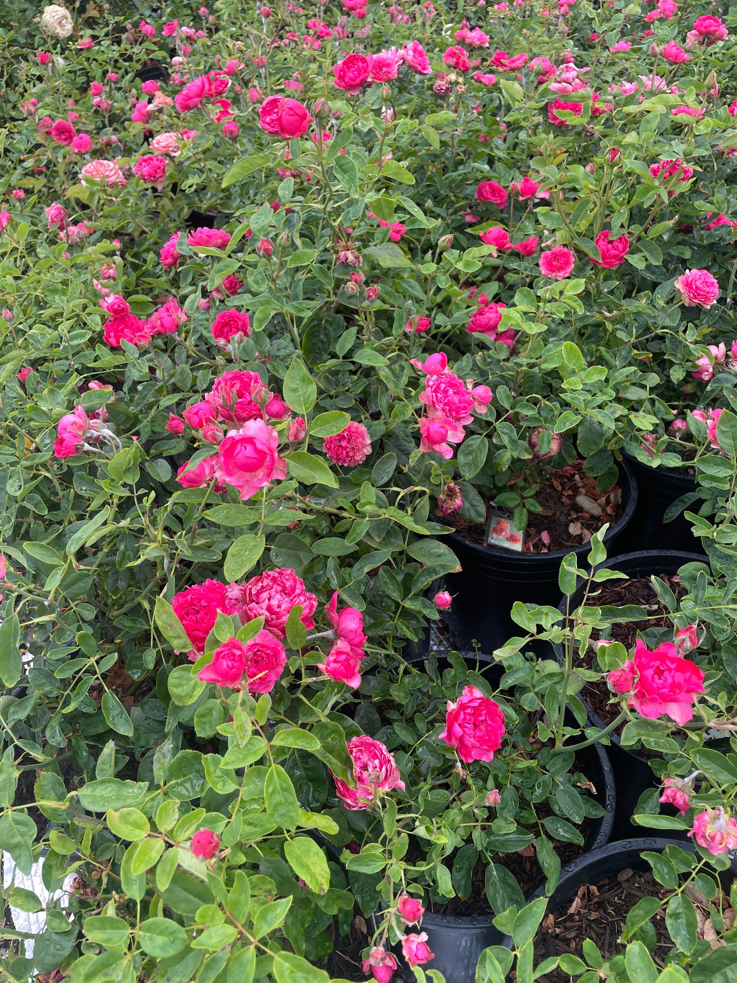 Crenadine Rose 红石榴汁 (Japan)