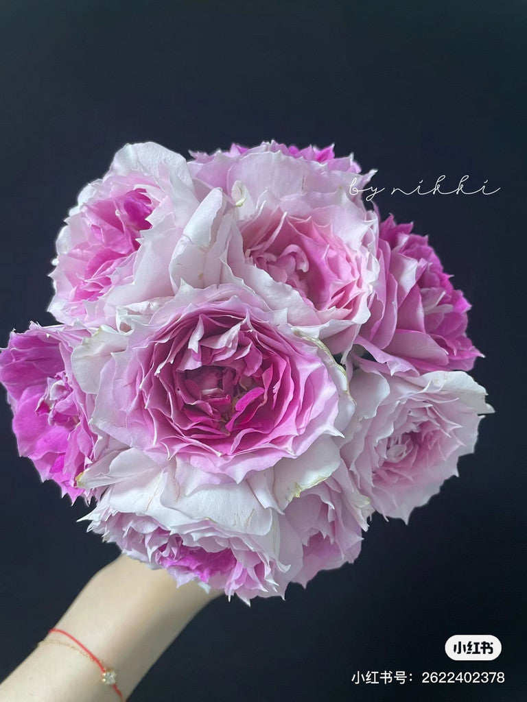 Allure 倾城 (Japan)