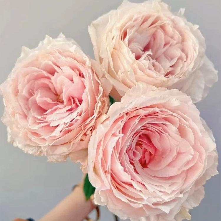 Tsumugi Fuli 绵绸富力 (Japan)