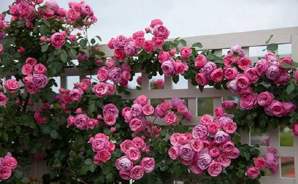 高速 割引 2024 東日本 Hillside Rose Farm 花