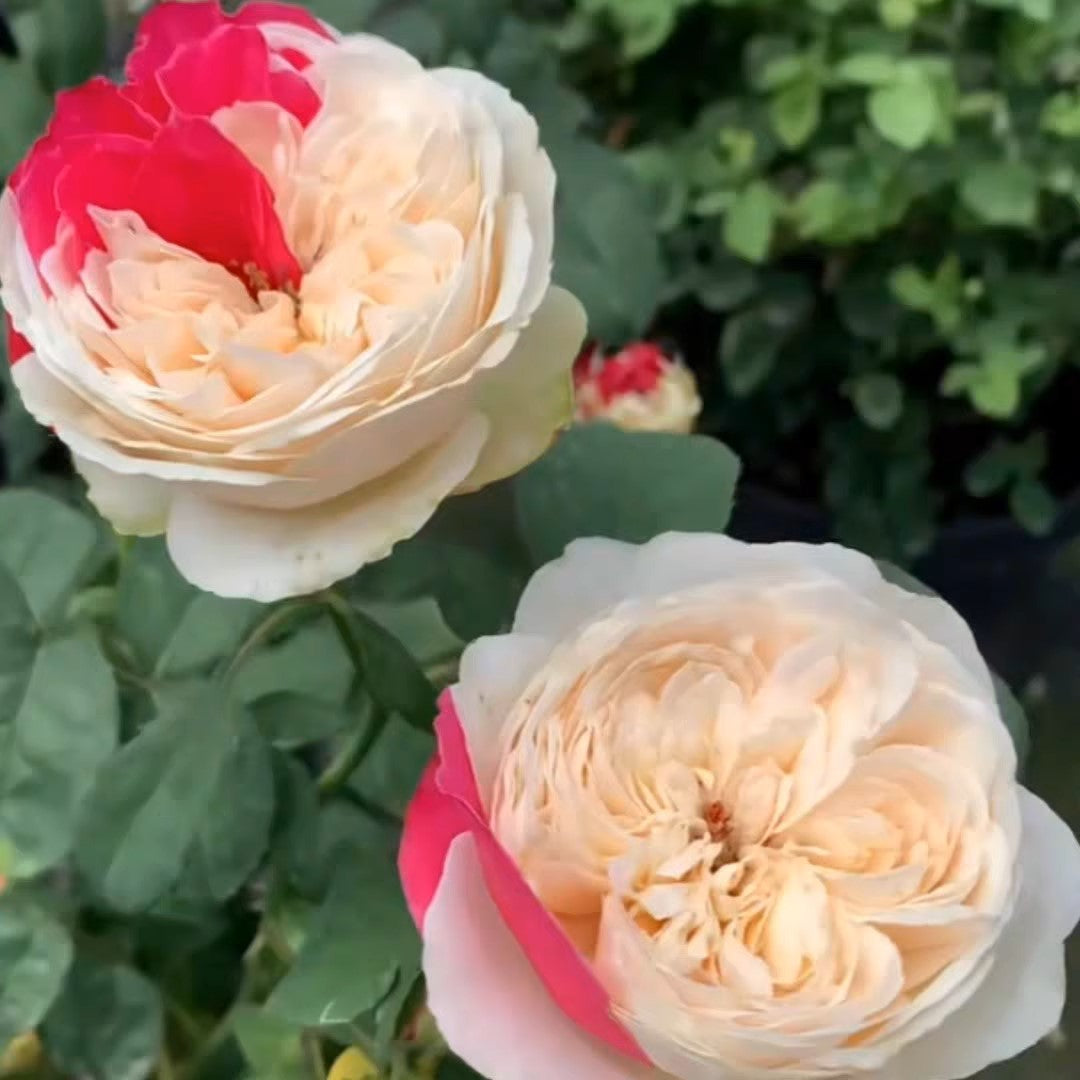 Shrub Roses