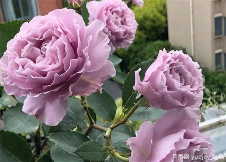 Fragrant Roses