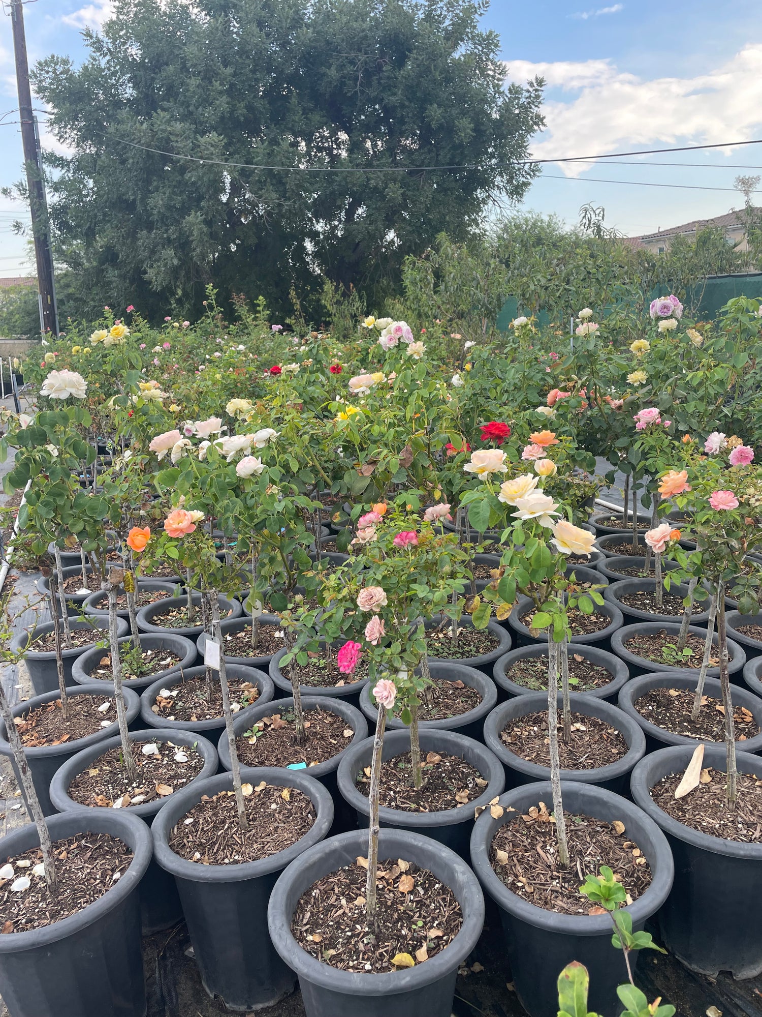 Tree Roses