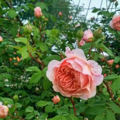 AUSwill 莫里斯 (England)