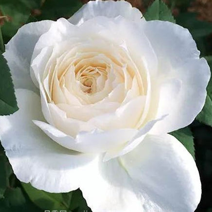 Shilabe 音调 (Japan)