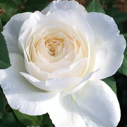 Shilabe 音调 (Japan)