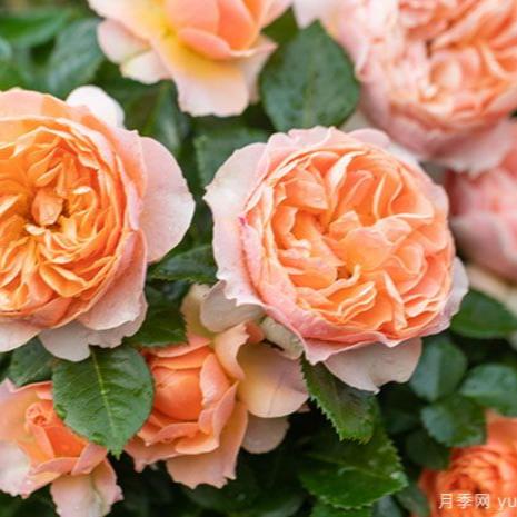 Abricot Terrazza Tree Rose 杏色露台 树玫瑰 (Netherlands)