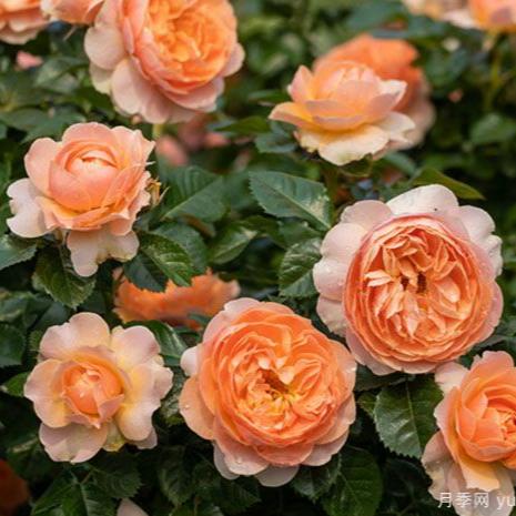 Abricot Terrazza Tree Rose 杏色露台 树玫瑰 (Netherlands)