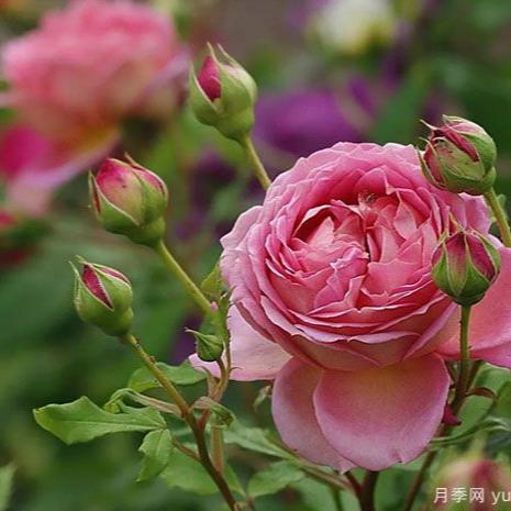 AUShunter 银禧 (England)