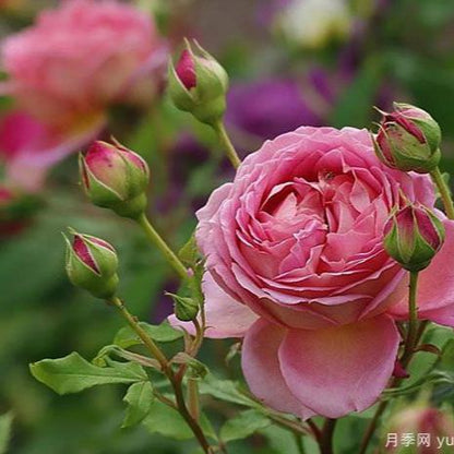 AUShunter 银禧 (England)