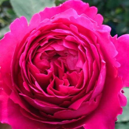 Scent Garden 伊芙芳香花园 (Japan)