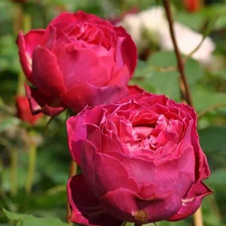 Scent Garden 伊芙芳香花园 (Japan)