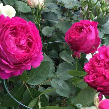 Scent Garden 伊芙芳香花园 (Japan)