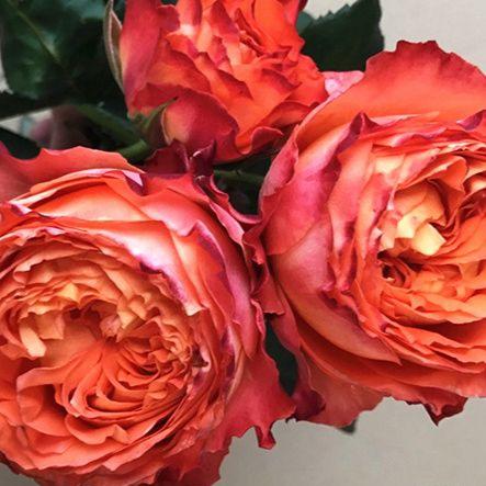Orange Romantica 浪漫橙色 (France)