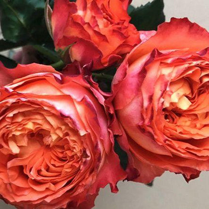 Orange Romantica 浪漫橙色 (France)
