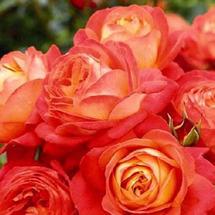 Orange Romantica 浪漫橙色 (France)