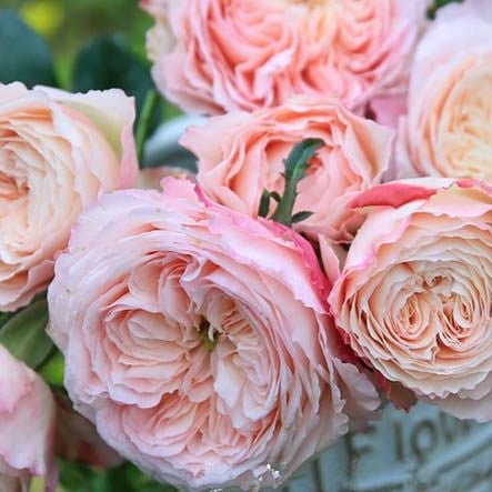 Fragrant Roses – Page 7 – Hillside Rose Farm