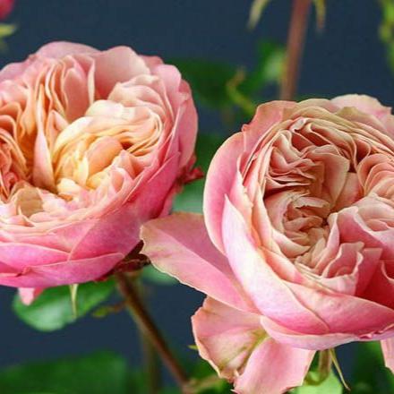 Victoria Classic 维多利亚经典 (Netherlands)