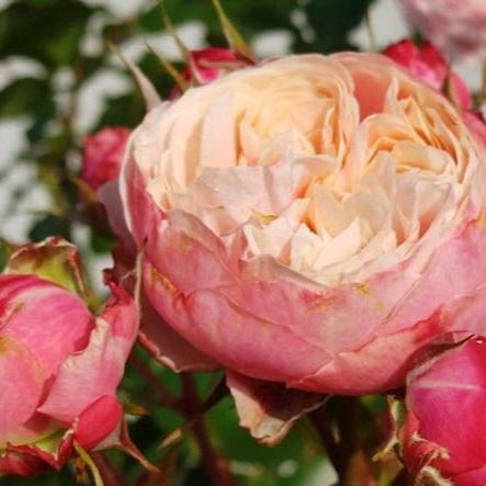 Victoria Classic 维多利亚经典 (Netherlands)