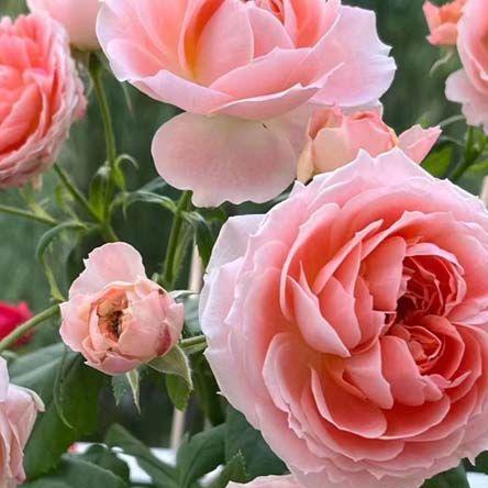 Princess Sakura 樱花公主 (Japan)