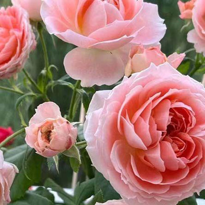 Princess Sakura 樱花公主 (Japan)