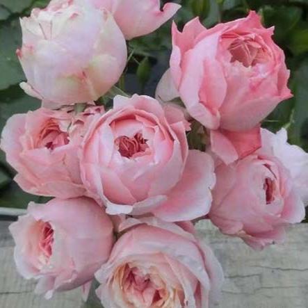 Princess Sakura 樱花公主 (Japan)