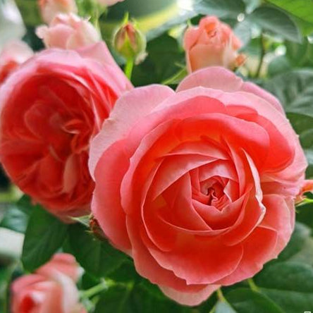 Nova King Terrazza 诺娃 (Netherlands)