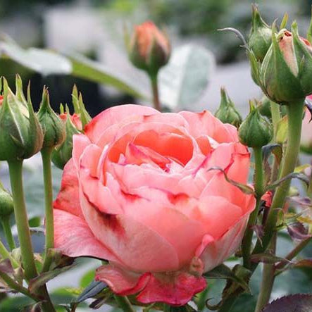 Nova King Terrazza 诺娃 (Netherlands)