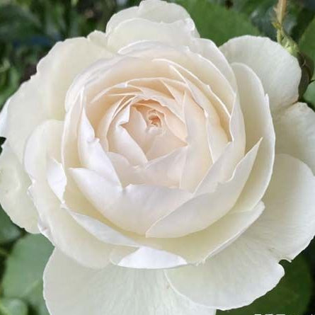 Cygne Antike	天鹅古董 (Japan)