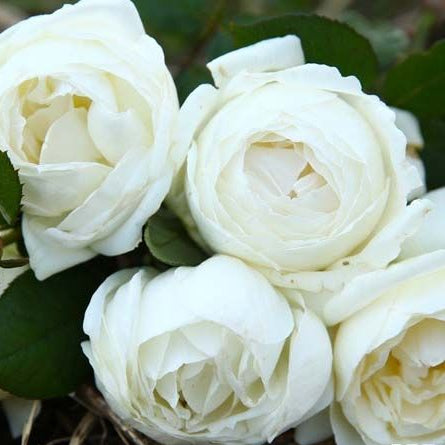 Cygne Antike	天鹅古董 (Japan)